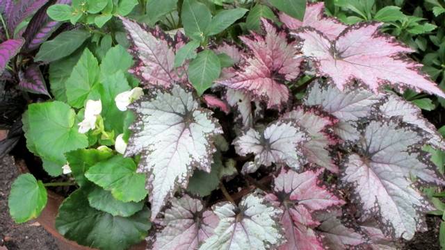 Begonia rex-cultorum Jurassic™ Pink Shades 